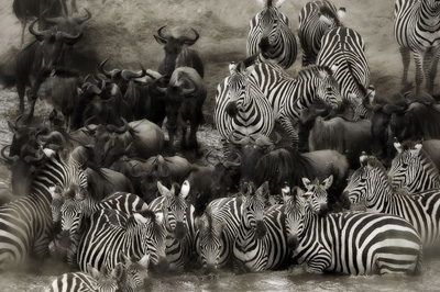 © Alex Bernasconi, immagini tratte da 'Wild Africa'