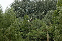 Ingrandisci