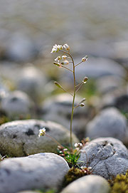 Ingrandisci l'immagine