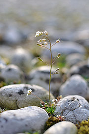 Ingrandisci l'immagine