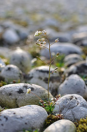 Ingrandisci l'immagine