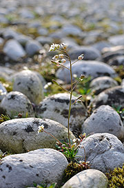 Ingrandisci l'immagine