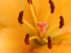 Ingrandisci l'immagine