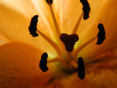 Ingrandisci l'immagine