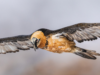 Sulle Ali Del Gipeto