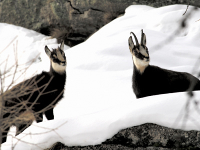 Gran Paradiso