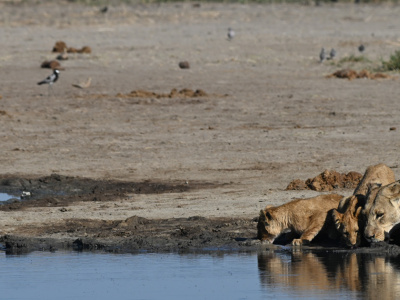 Fotosafari: Basi, Preparativi, Attrezzatura, Tecnica, Composizione, Racconto.