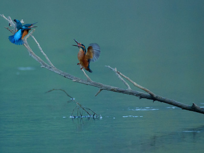 Dalla Teoria Alla Pratica, La Fotografia In Natura, Tecniche Fotografiche, Metodi Di Ricerca E Rappresentazione Del Paesaggio Nelle Zone Umide.