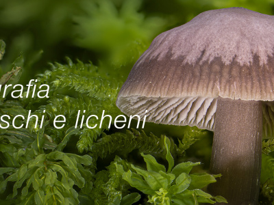 Macrofotografia: Funghi, Muschi E Licheni