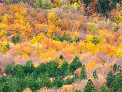 Autunno Al Parco