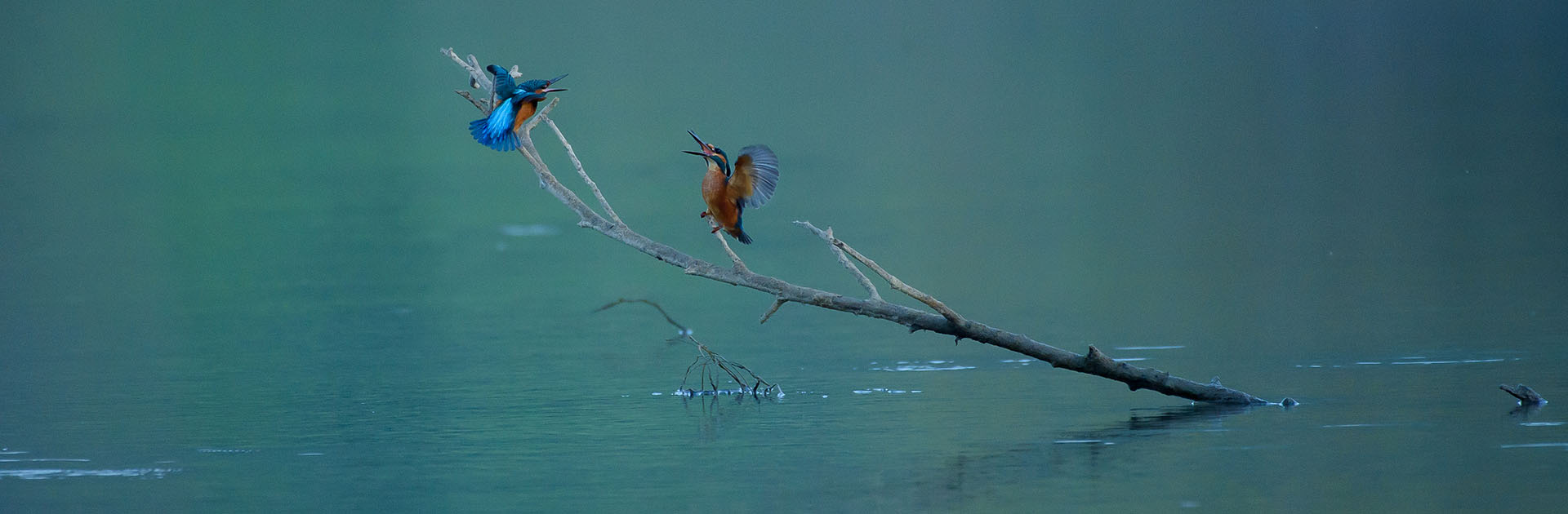 Dalla Teoria Alla Pratica, La Fotografia In Natura, Tecniche Fotografiche, Metodi Di Ricerca E Rappresentazione Del Paesaggio Nelle Zone Umide.