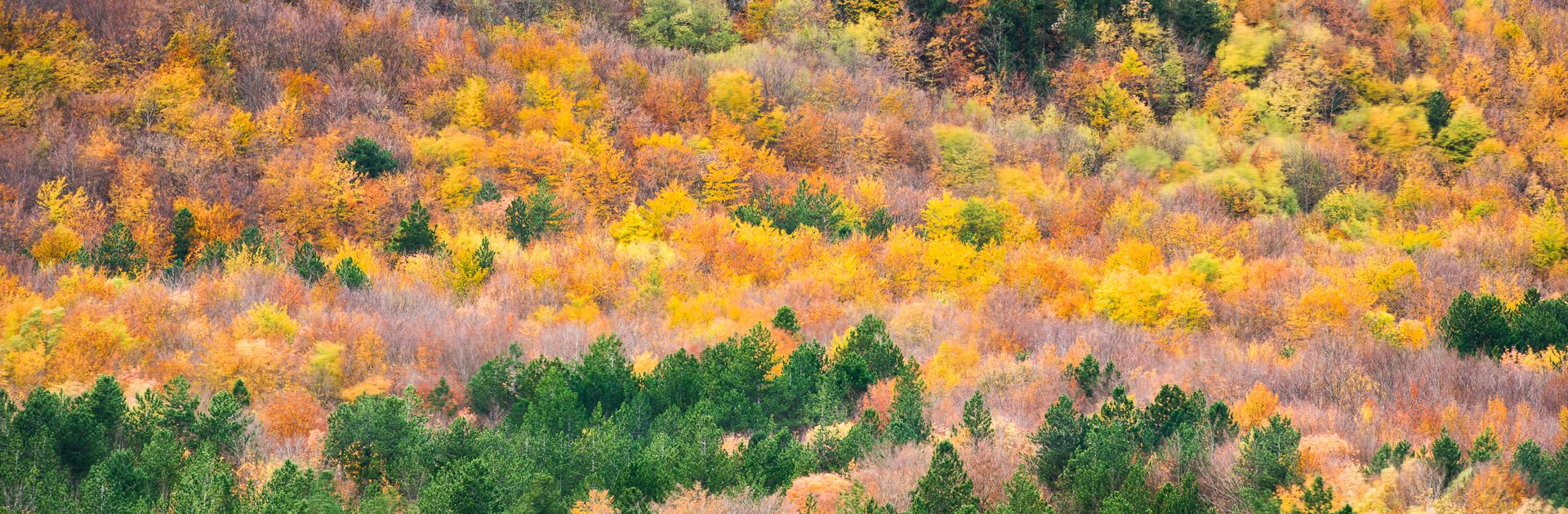 Autunno Al Parco