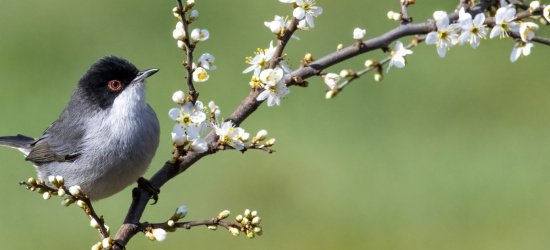 Fotografia Naturalistica